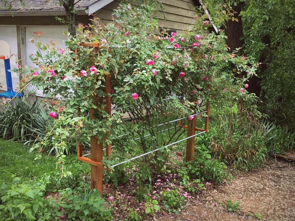 It's Not Work, It's Gardening! Rose Support Update